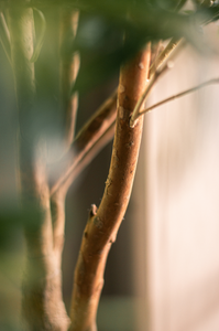 Detailfoto van de stam van de kunstolijfboom 'Sophia', die zes houten stammen toont met een natuurlijke textuur en robuuste uitstraling. De stammen ondersteunen weelderige groene bladeren en dragen bij aan de levensechte uitstraling van de olijfboom.