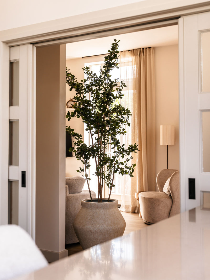 Olijfboom Black Olive